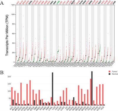 Biological functions and therapeutic potential of CKS2 in human cancer